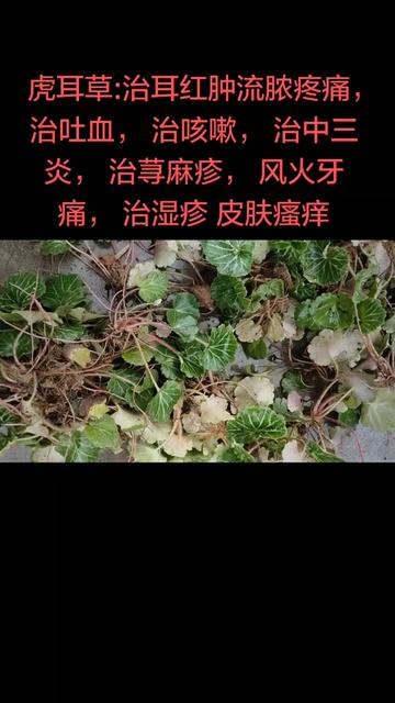 荨麻疹的克星艾草图片